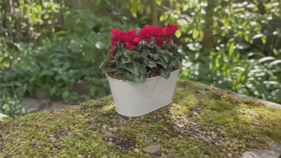 White Metal Trough with Mixed Seasonal Plants – Moss Finish Garden Planter