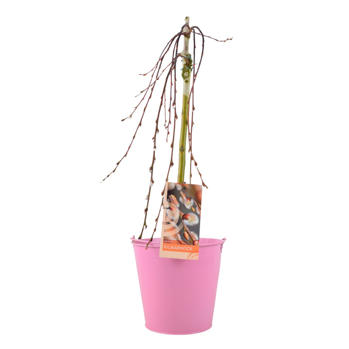 Weeping Salix Kilmarnock tree in a decorative pink metal zinc bucket with handle.