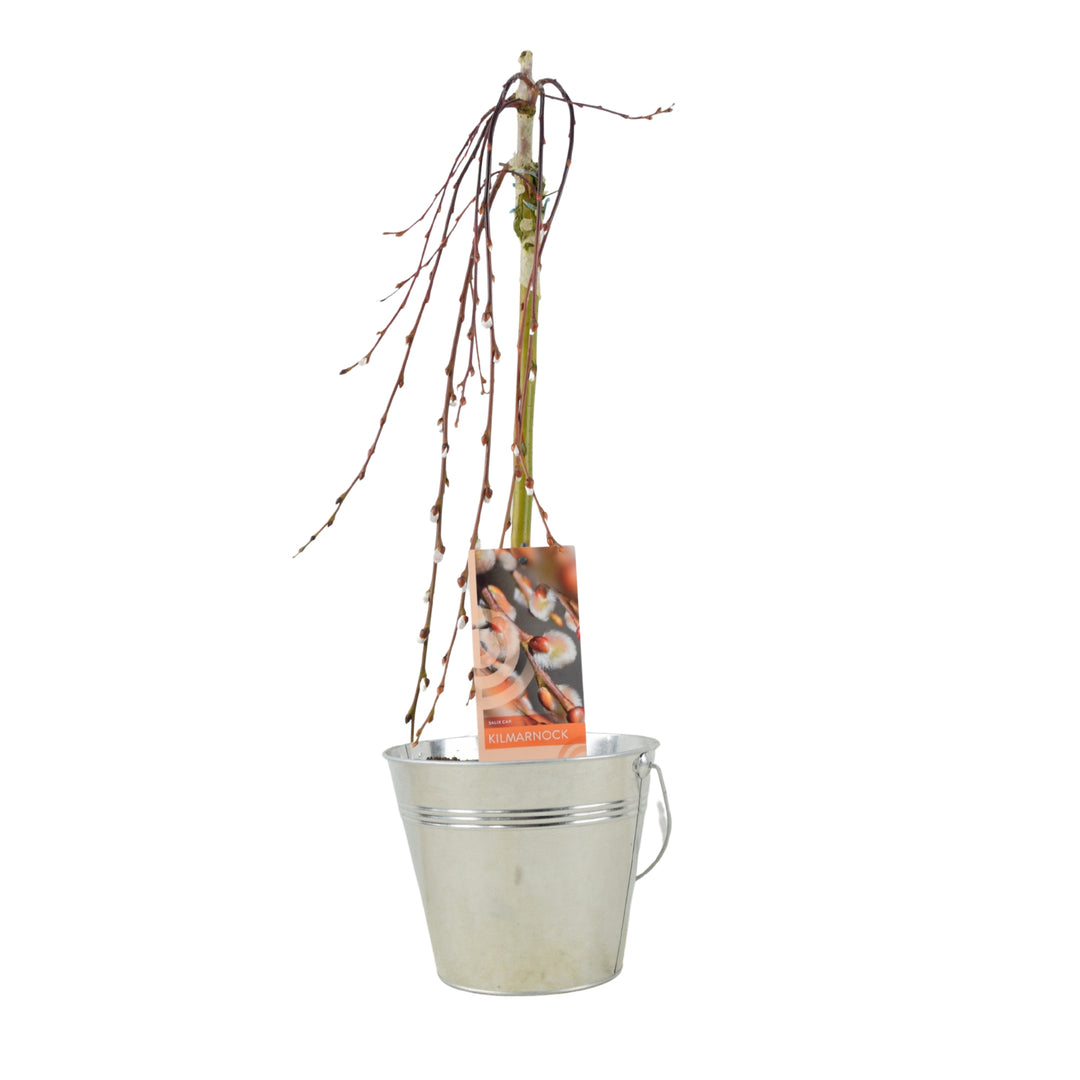 Kilmarnock Willow tree presented in a classic silver metal zinc planter.