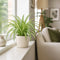 Matt Cream Ceramic Pot
