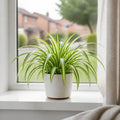 Chlorophytum Spider Plant 12cm - Air Purifying Plant Plants By Post