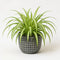 Grey Ceramic Pot