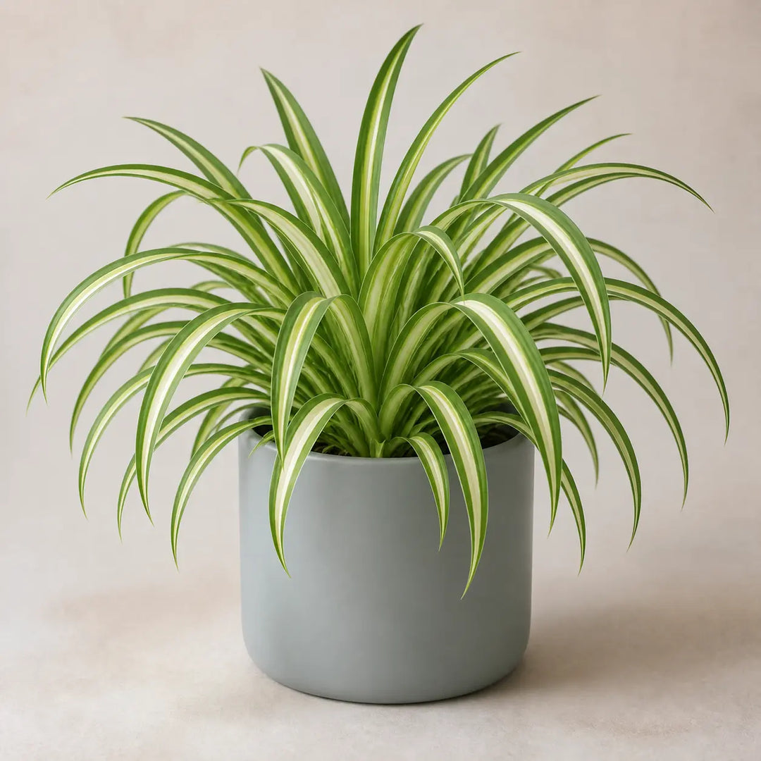 Chlorophytum Spider Plant 12cm - Air Purifying Plant Plants By Post
