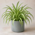 Chlorophytum Spider Plant 12cm - Air Purifying Plant Plants By Post