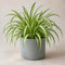 Matt Grey Ceramic Pot
