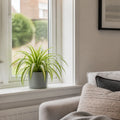 Chlorophytum Spider Plant 12cm - Air Purifying Plant Plants By Post
