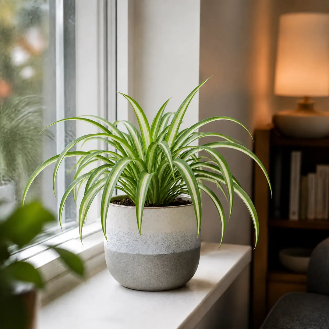 Chlorophytum Spider Plant 12cm - Air Purifying Plant Plants By Post