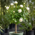 Close up view of white rose flowers on Standard Rose Tree