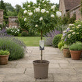 7.5L Standard White Rose Tree 100-110cm flowering plant for garden and patio