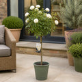 Detailed view of 7.5L Standard Rose Tree with white flowering blooms