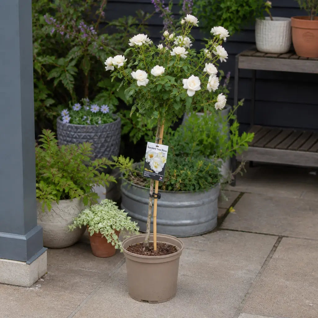 Elegant White Standard Rose Tree outdoor display plant with beautiful blooms