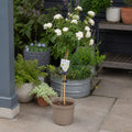 Elegant White Standard Rose Tree outdoor display plant with beautiful blooms
