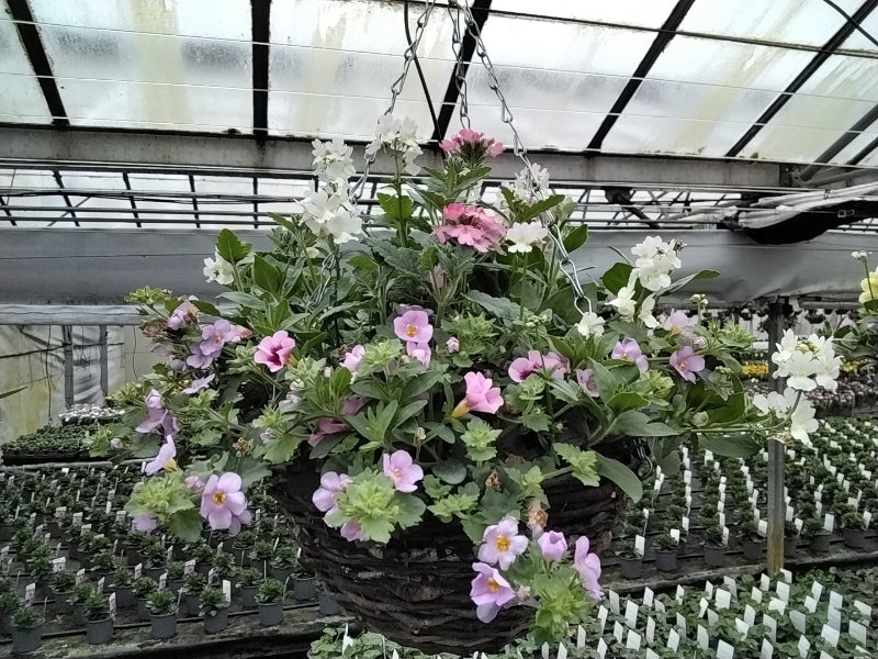 Seasonal 30cm Wicker Hanging Basket – Pre-Planted Outdoor Flower Display Fargro