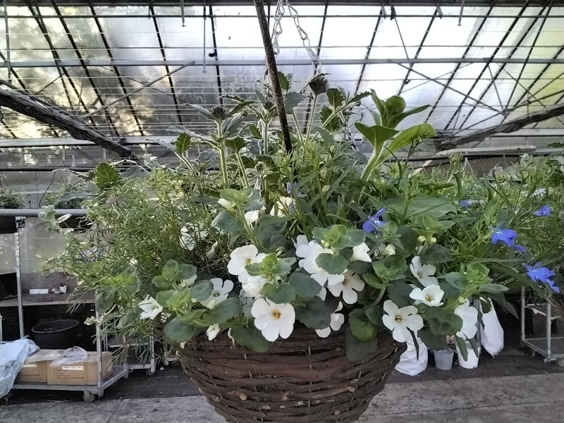 Seasonal 30cm Wicker Hanging Basket – Pre-Planted Outdoor Flower Display Fargro