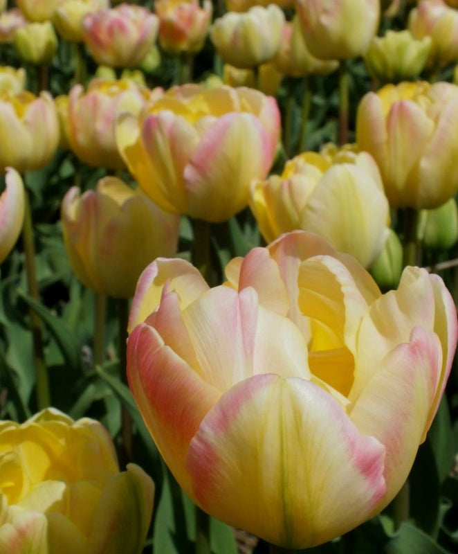 Tulipa Crème Upstar (15 bulbs) – Soft Cream and Pink Double Tulips Plants By Post