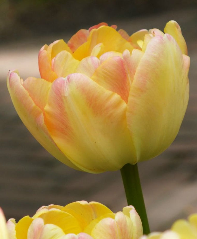Tulipa Crème Upstar (15 bulbs) – Soft Cream and Pink Double Tulips Plants By Post