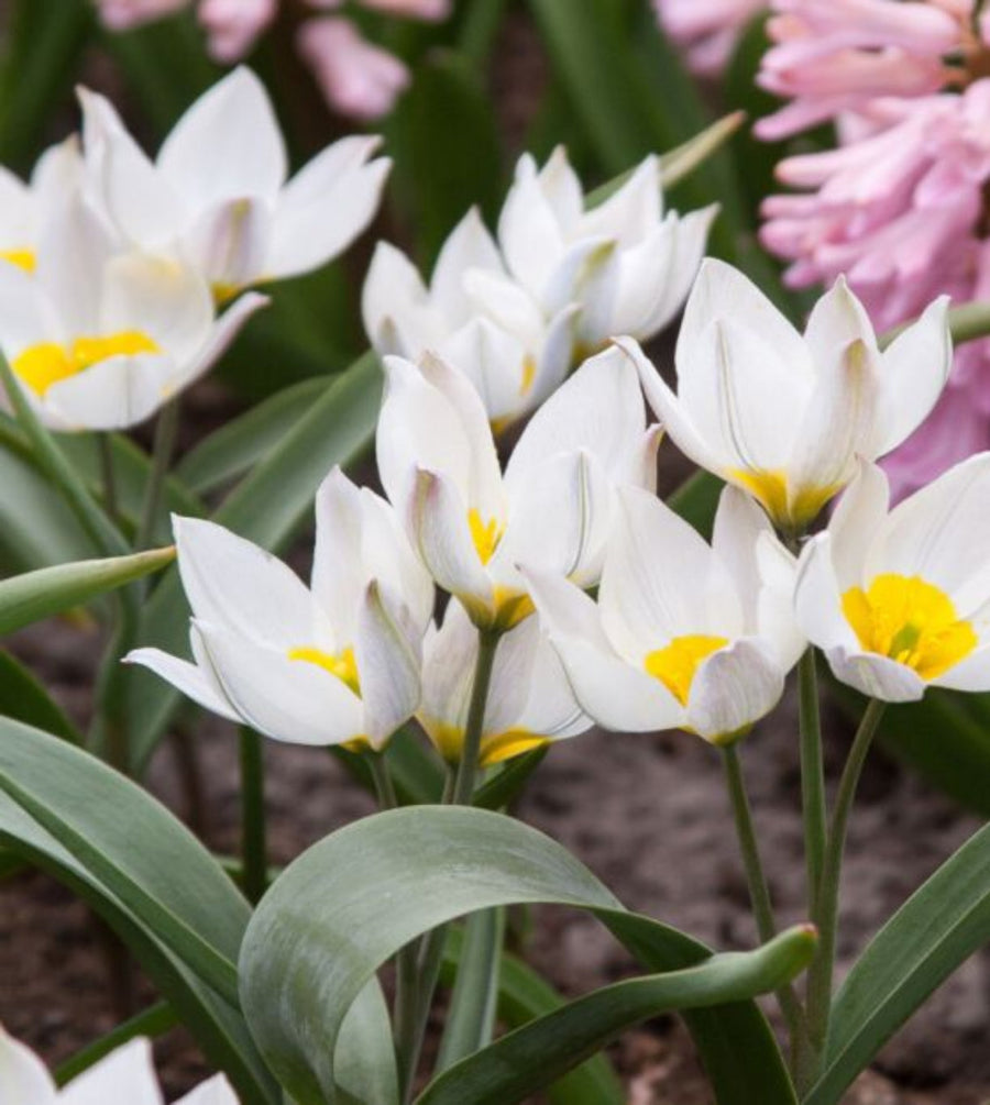 Botanical Tulip 'Polychrome' (10 bulbs) The Rose Press Garden