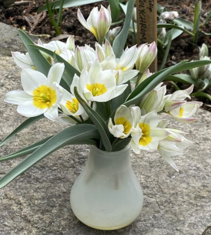 Botanical Tulip 'Polychrome' (10 bulbs) Plants By Post