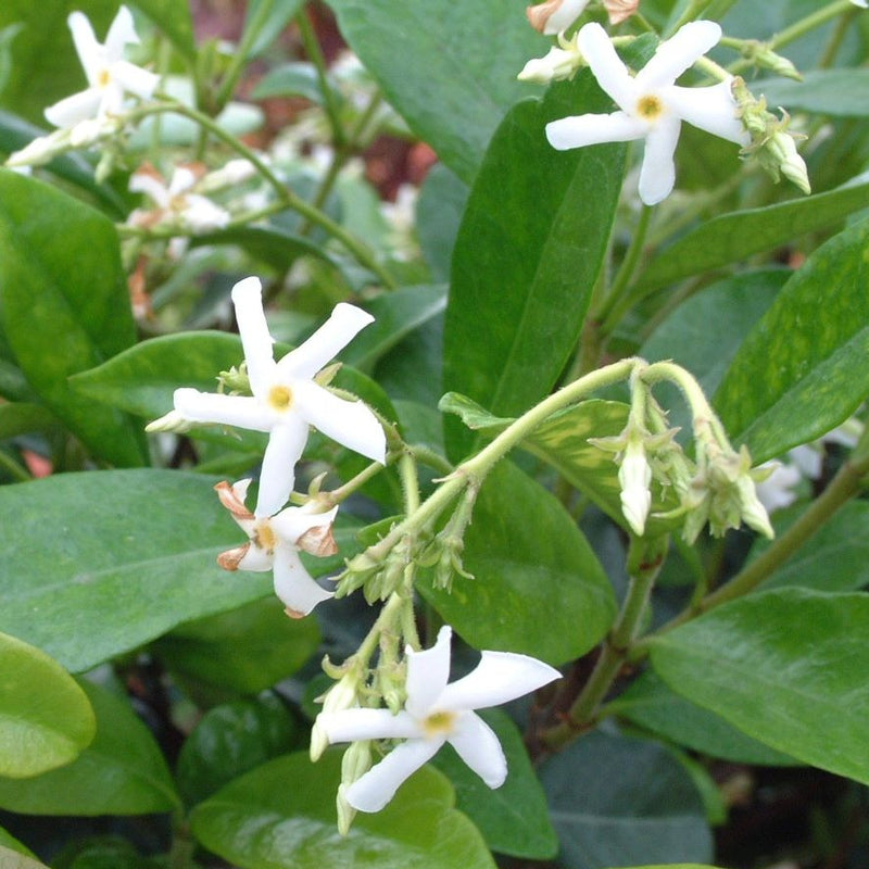 Trachelospermum Jasminoides 3L pot