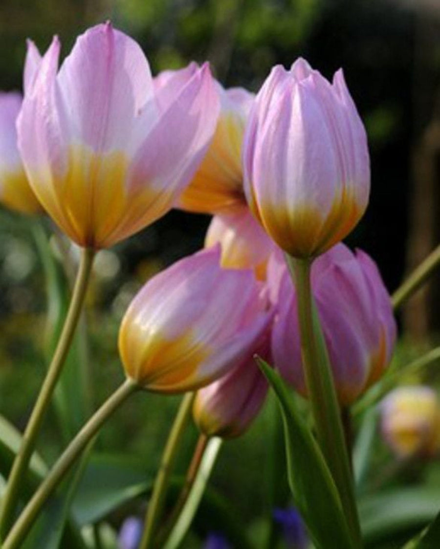 Botanical Tulip 'Bakeri Lilac' (10 bulbs) The Rose Press Garden