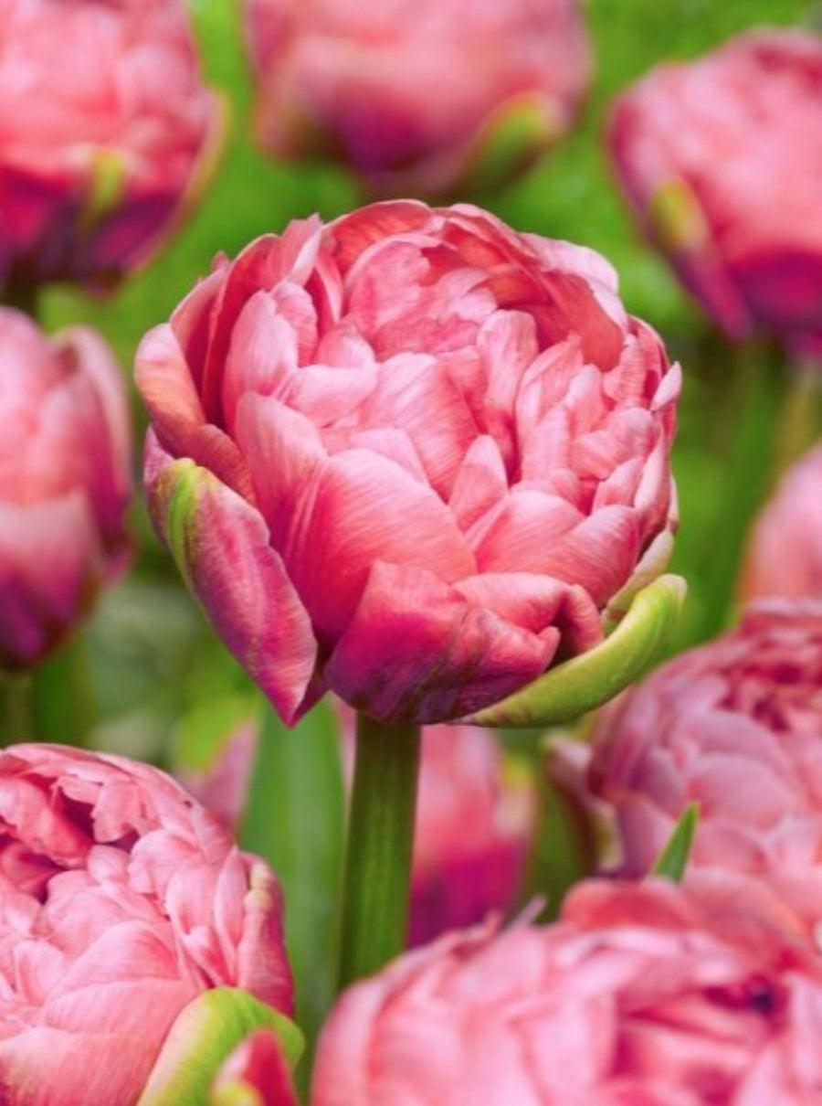 Tulip 'Renown Unique' (15 Bulbs) The Rose Press Garden