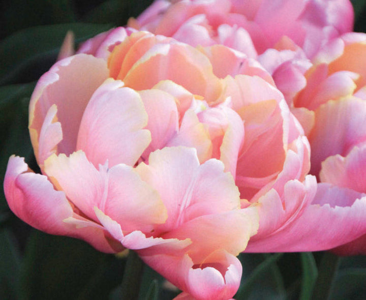 Tulip 'Pink Star' (15 Bulbs) Plants By Post