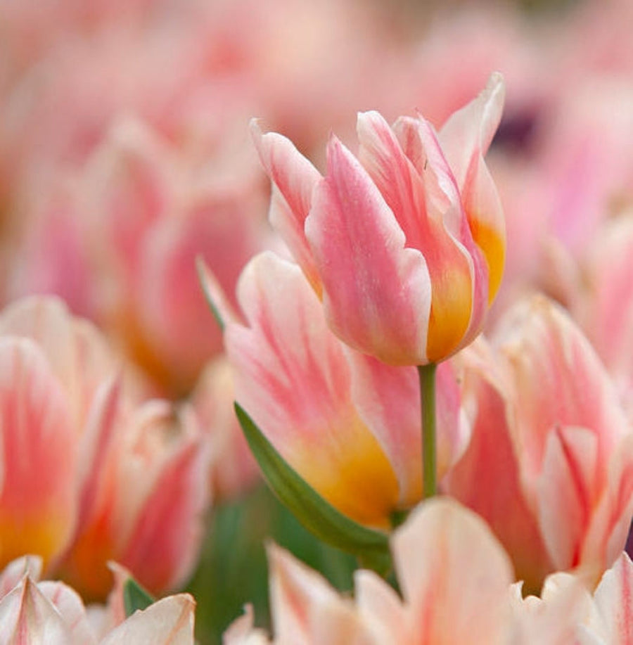 Tulip 'Quebec' (15 Bulbs) The Rose Press Garden