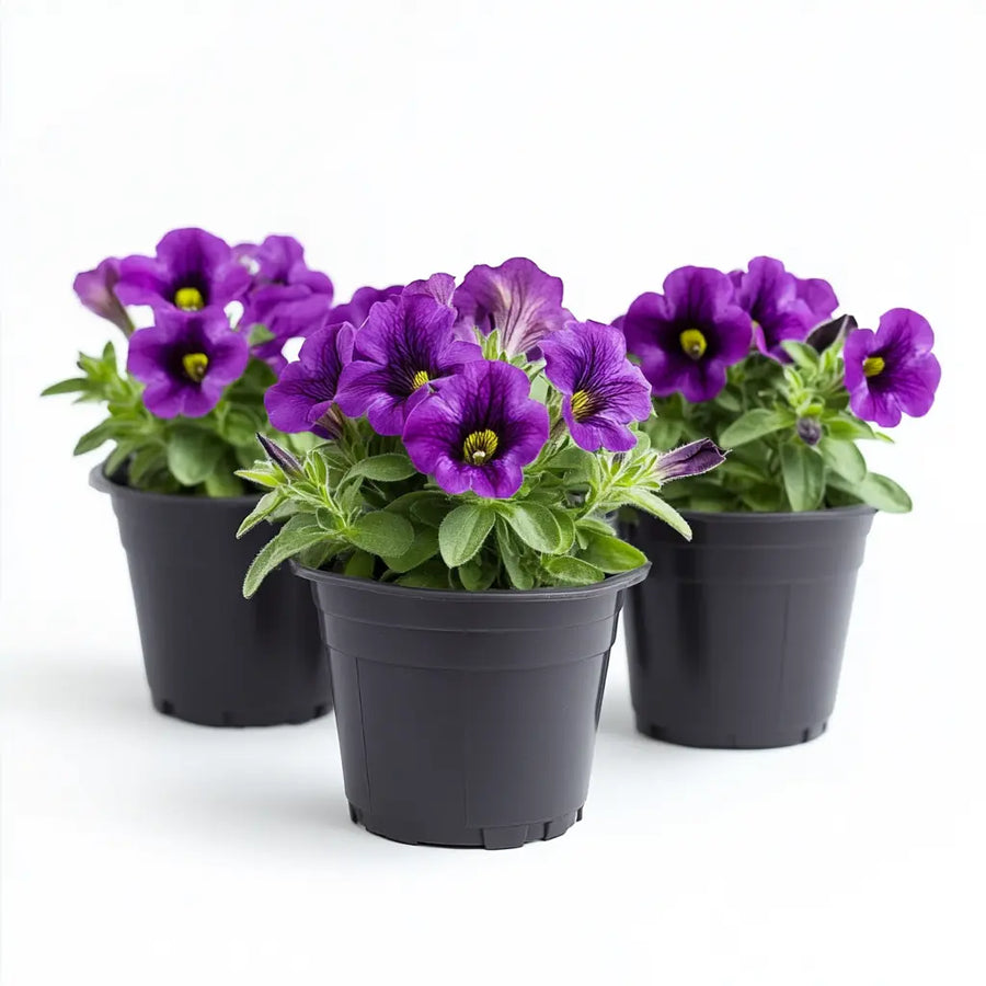 Calibrachoa Purple 9cm In Recyclable Pots x 3 Plants plants by post