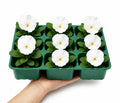 Pansy Delta Pro Clear White 9Pack × 2 Spring & Autumn Bedding Plants Plants By Post
