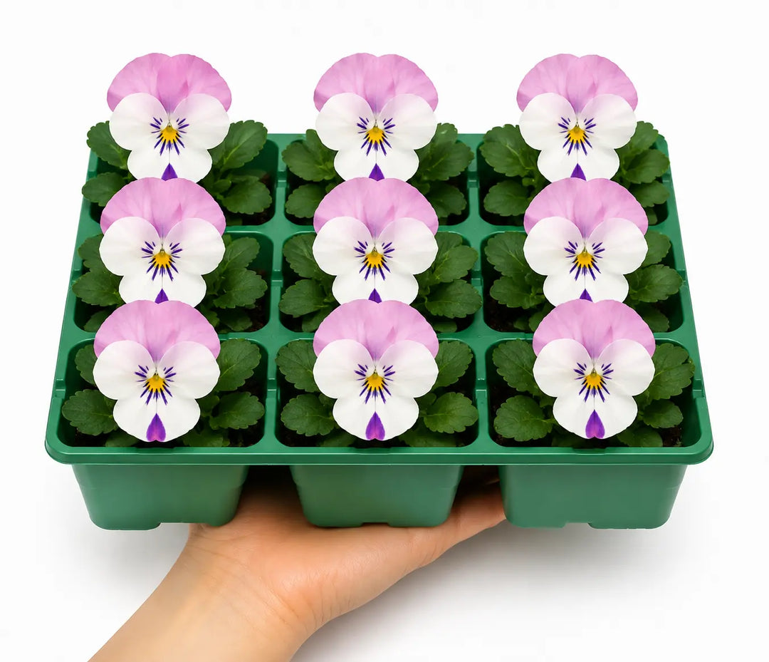 Viola Sorbet Pink Wing 9 Pack × 2 Spring & Autumn Bedding Plants Plants By Post