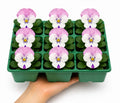 Viola Sorbet Pink Wing 9 Pack × 2 Spring & Autumn Bedding Plants Plants By Post