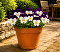 Viola Sorbet White Jump Up 9 Pack × 2 Spring & Autumn Bedding Plants Plants By Post