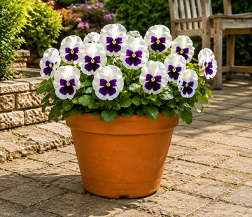 Pansy Delta Pro White with Blotch 9 Pack × 2 Spring & Autumn Bedding Plants Plants By Post