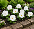 Pansy Delta Pro Clear White 9Pack × 2 Spring & Autumn Bedding Plants Plants By Post