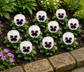 Pansy Delta Pro White with Blotch 9 Pack × 2 Spring & Autumn Bedding Plants Plants By Post