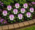 Viola Sorbet Pink Wing 9 Pack × 2 Spring & Autumn Bedding Plants Plants By Post