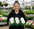 Pansy Delta Pro Clear White 9Pack × 2 Spring & Autumn Bedding Plants Plants By Post