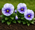 Pansy Delta Pro Lavender Blue Shades 9 Pack × 2 Spring & Autumn Bedding Plants Plants By Post