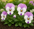 Viola Sorbet Pink Wing 9 Pack × 2 Spring & Autumn Bedding Plants Plants By Post