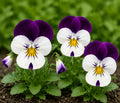 Viola Sorbet White Jump Up 9 Pack × 2 Spring & Autumn Bedding Plants Plants By Post