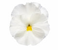 Pansy Delta Pro Clear White 9Pack × 2 Spring & Autumn Bedding Plants Plants By Post