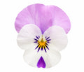 Viola Sorbet Pink Wing 9 Pack × 2 Spring & Autumn Bedding Plants Plants By Post