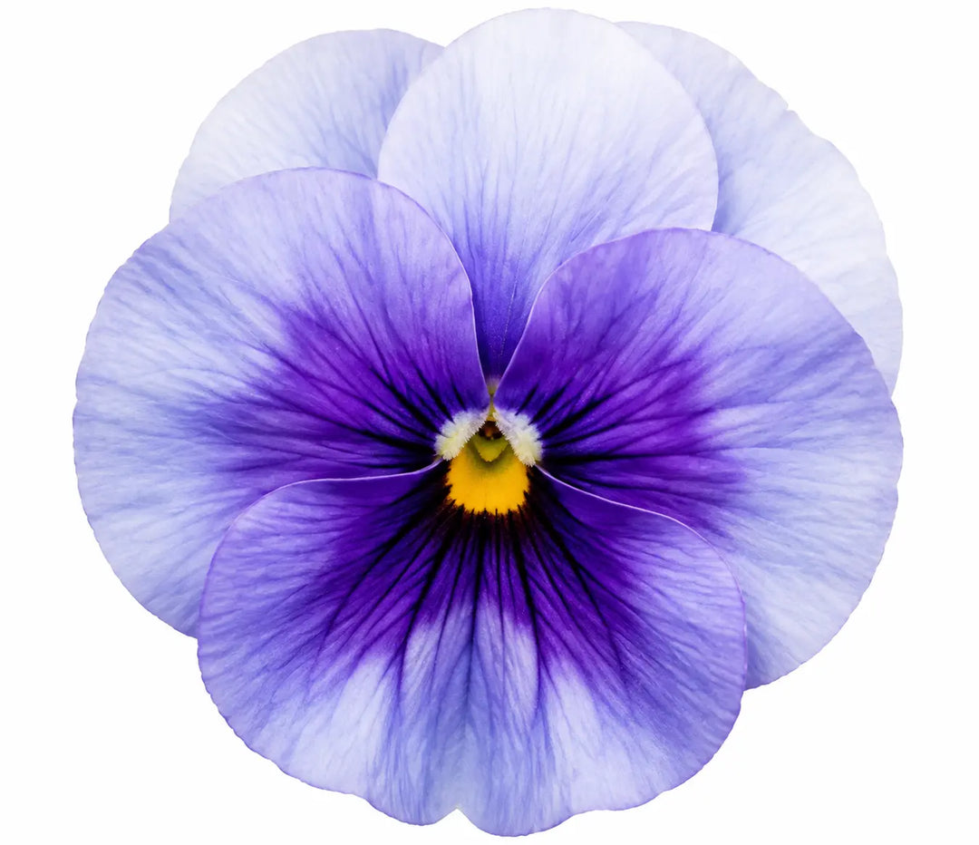 Pansy Delta Pro Lavender Blue Shades 9 Pack × 2 Spring & Autumn Bedding Plants Plants By Post