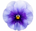Pansy Delta Pro Lavender Blue Shades 9 Pack × 2 Spring & Autumn Bedding Plants Plants By Post