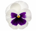 Pansy Delta Pro White with Blotch 9 Pack × 2 Spring & Autumn Bedding Plants Plants By Post
