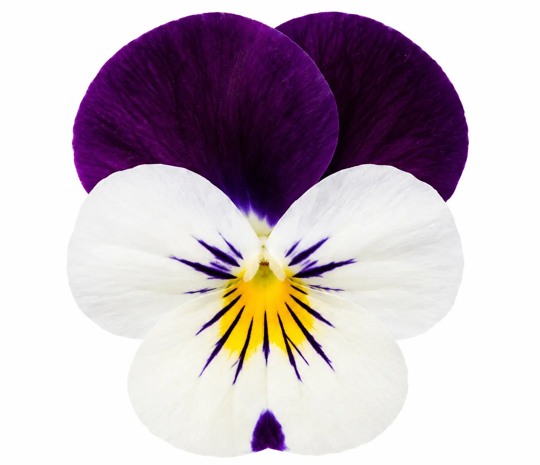 Viola Sorbet White Jump Up 9 Pack × 2 Spring & Autumn Bedding Plants Plants By Post