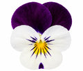 Viola Sorbet White Jump Up 9 Pack × 2 Spring & Autumn Bedding Plants Plants By Post