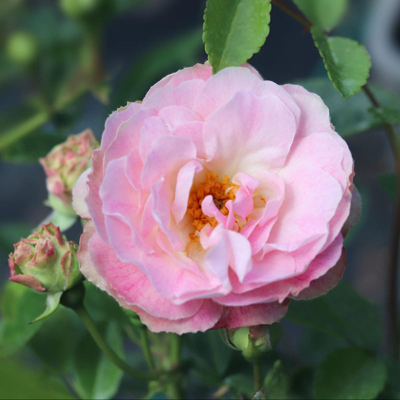 Rose Pearl Anniversary Bush 5.5L