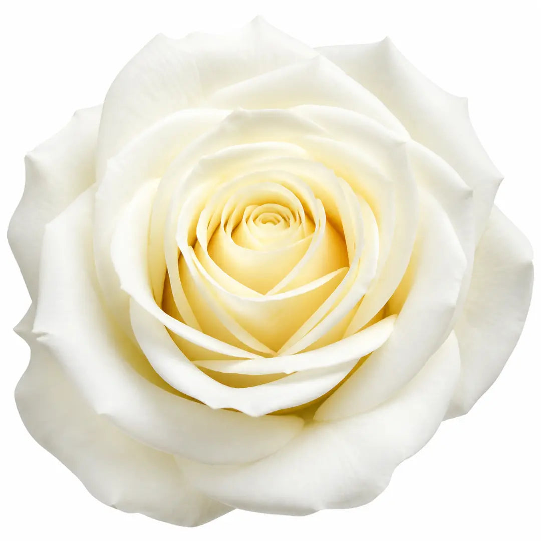 Close up of white rose flower bloom from 7.5L Standard Rose Tree White 100-110cm