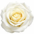 Close up of white rose flower bloom from 7.5L Standard Rose Tree White 100-110cm
